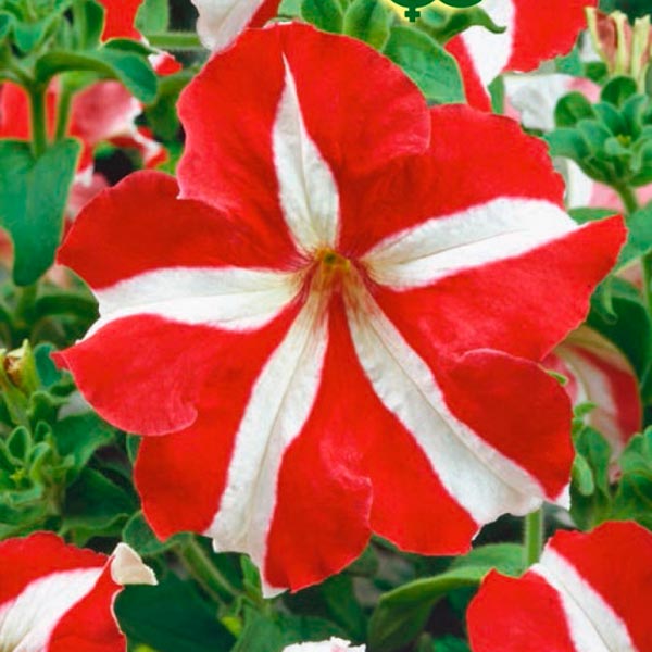 Петуния крупноцветковая Хиросис Красная с белым, 7 шт.