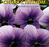 Виола Вильямса Велюр Синяя с пятном, 10 шт. Виола Вильямса Велюр Синяя с пятном, 10 шт.