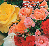 Роза Полиантовая, 10 шт. Роза Полиантовая, 10 шт.