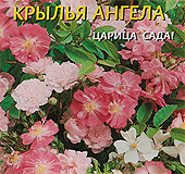 Роза китайская Крылья ангела, 10 шт. Роза китайская Крылья ангела, 10 шт.