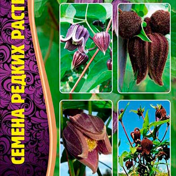 Клематис Бурый, 4 шт. Семена редких растений
