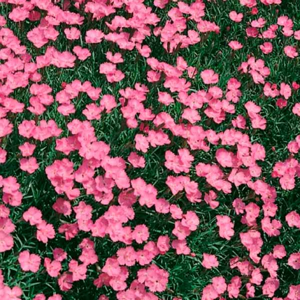 Гвоздика травянка Розовое море, 0,05 г 