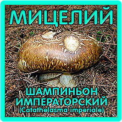 Новинка из серии мицелии грибов - шампиньоны!