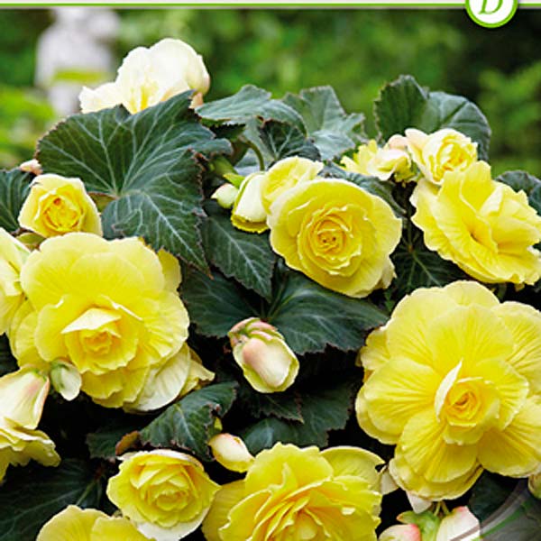 Бегония DOUBLE YELLOW, 3 шт.