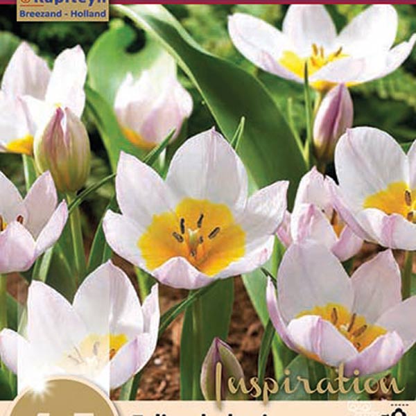 Тюльпан ботанический LILAC WONDER, 15 шт. 