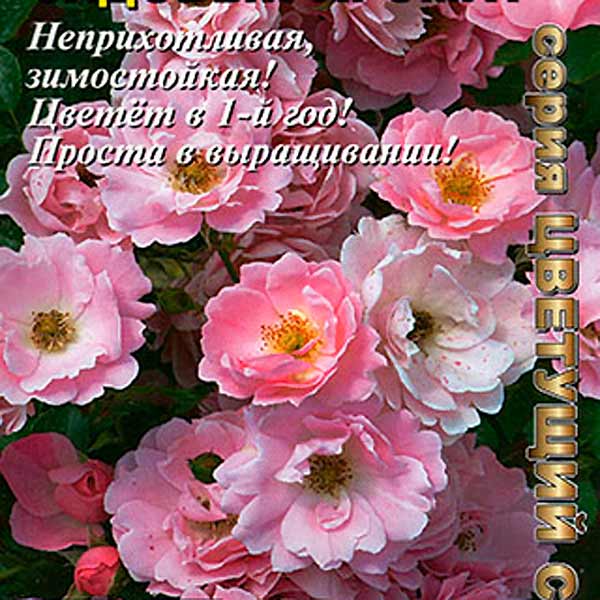 Роза многоцветковая вечноцветущая мини Садовый аромат, 0,03 г