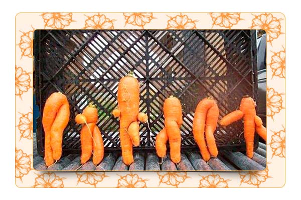 Как вырастить «правильную» морковь?
