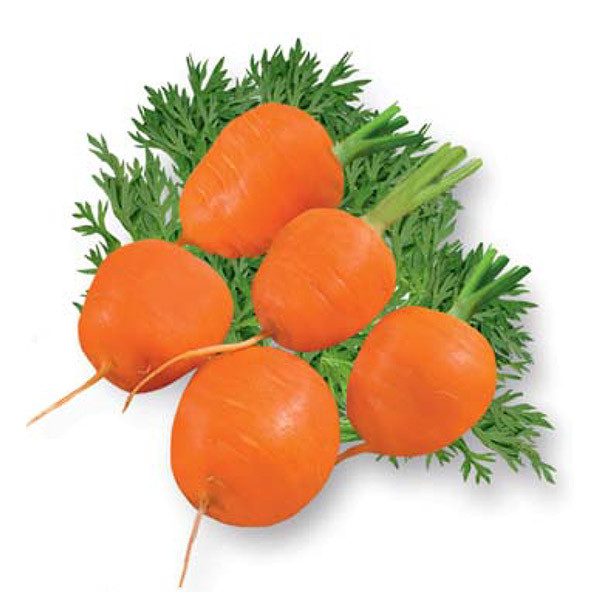 Морковь Рондо, 0,5 г Moravo