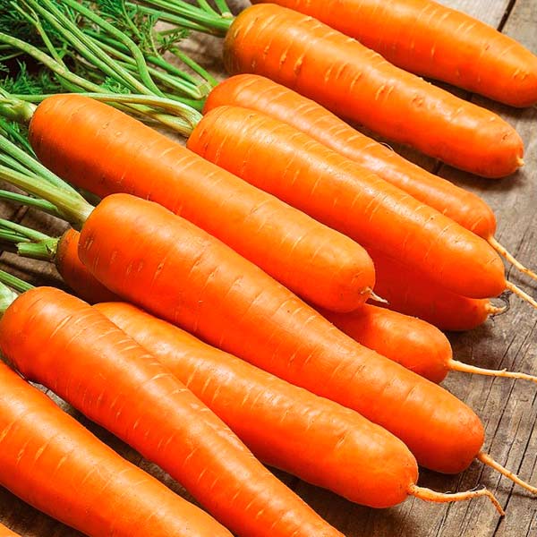 Морковь Лагуна F1, 0,5 г Голландская линия
