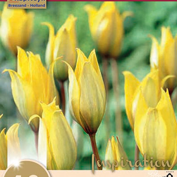 Тюльпан ботанический SYLVESTRIS, 10 шт. 