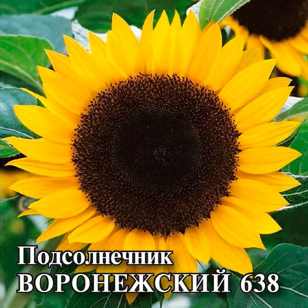 Подсолнечник Воронежский 638, 100 г Профессиональная упаковка