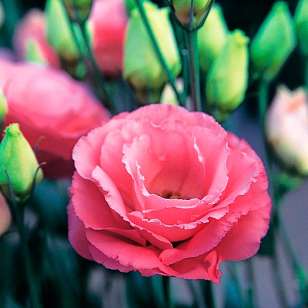 Лизиантус (эустома) крупноцветковый Арена 4 Роуз, 5 шт. Takii Элитные семена