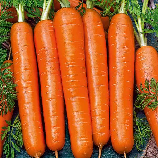 Морковь Нантская Улучшенная Сахарная, 2 г