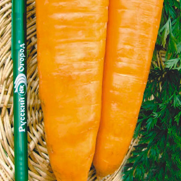 Морковь Русский размер, 200 шт.