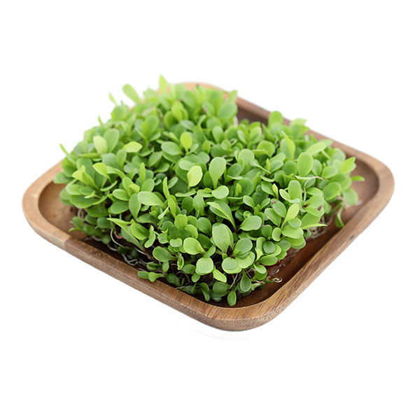 Микрозелень Цикорий листовой красный Россо Элит мини, 20 г Профессиональная упаковка