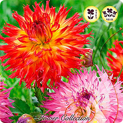 Георгин PINLANDS MIXED, 3 шт.