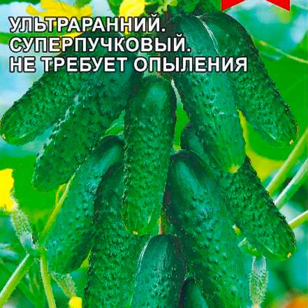 Огурец Сибирский пучок, 5 шт. Произведено в Сибири