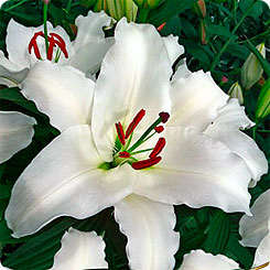 Лилия восточная ASTERIAN, 2 шт.