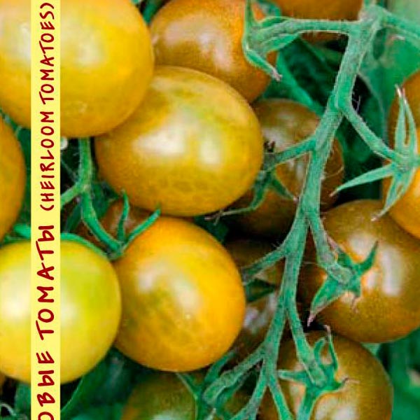 Томат Зеленый мёд (Green Grape), 10 шт. Реликтовые томаты