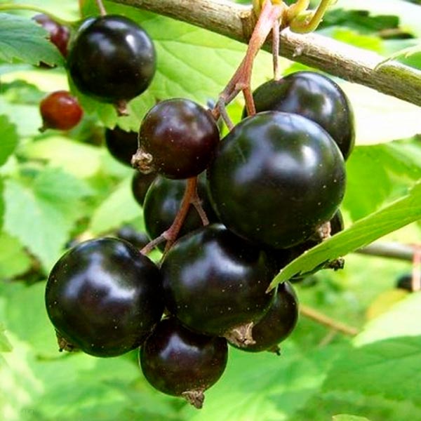 Смородина черная ЭКЗОТИКА, 1 шт. NEW