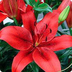 Лилия ЛА-гибрид ORIGINAL LOVE, 2 шт.