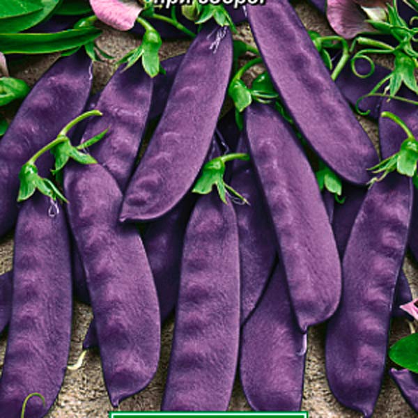 Горох овощной Фиолетовый сахар, 7 г