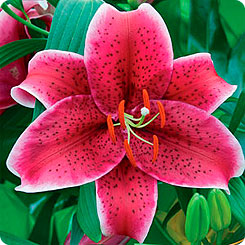 Лилия восточная SUMATRA, 2 шт.