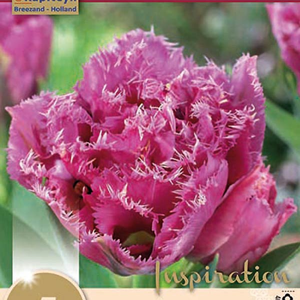 Тюльпан бахромчатый MATCHPOINT (махровый), 5 шт. 