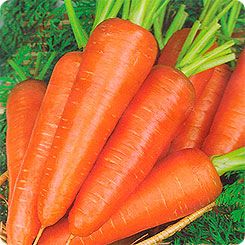 Морковь Диаменто F1, 0,5 г Французская линия
