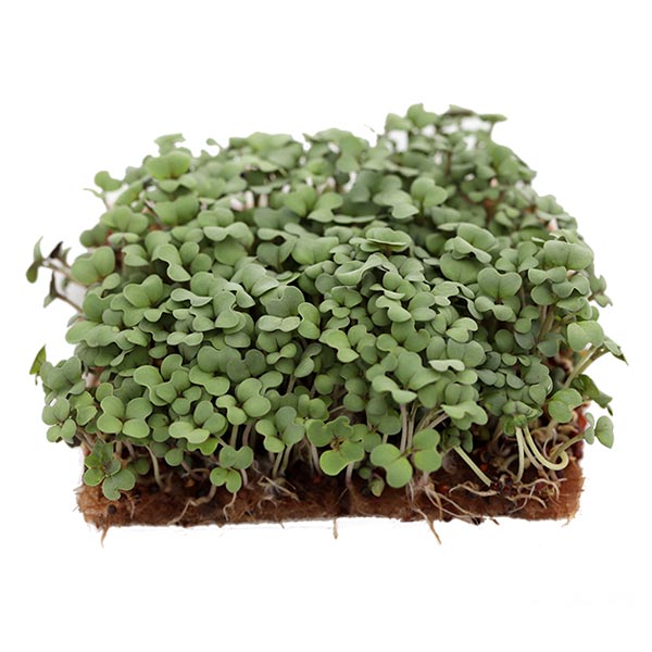 Микрозелень Горчица листовая зеленая Долларес Элит мини, 20 г Профессиональная упаковка