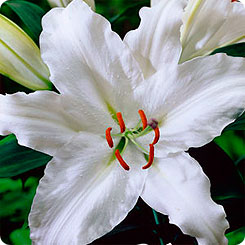 Лилия восточная CRYSTAL BLANCA, 2 шт.