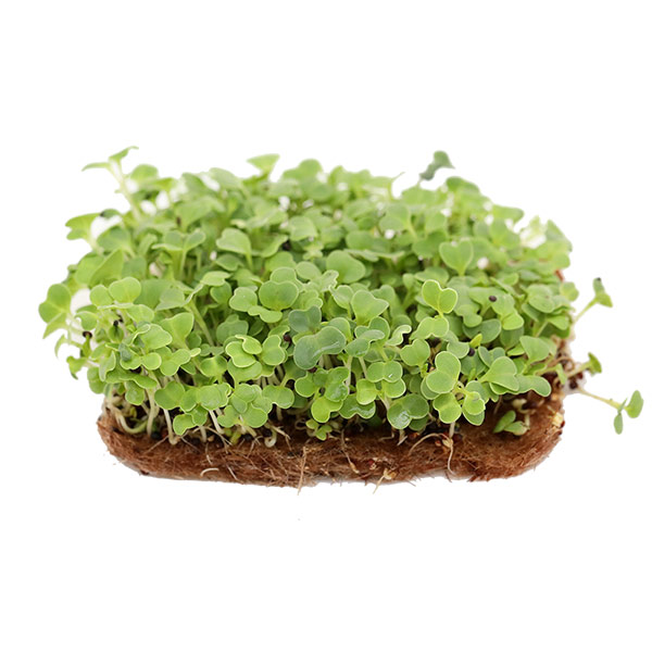 Микрозелень Мицуна зеленая Кермит Элит мини, 20 г Профессиональная упаковка