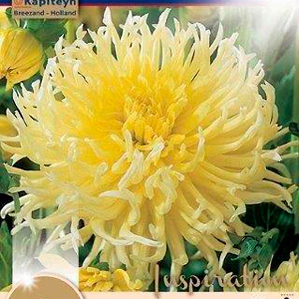 Георгин кактусовый YELLOW STAR, 1 шт. 