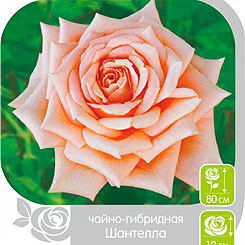 Роза чайно-гибридная ШАНТЕЛЛА, 1 шт. NEW Роза чайно-гибридная ШАНТЕЛЛА, 1 шт. NEW