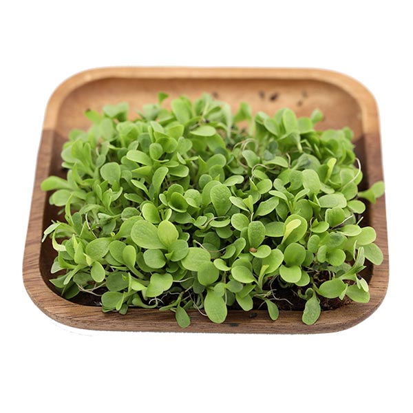 Микрозелень Цикорий листовой зеленый Джельсомино Элит мини, 20 г Профессиональная упаковка