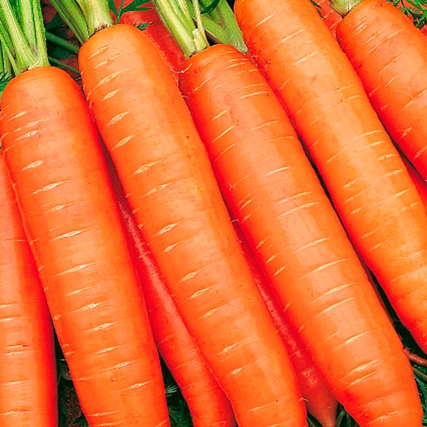 Морковь Бангор F1, 120 шт. Bejo Zaden Профессиональная коллекция