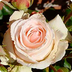 Роза чайно-гибридная JOHANN STRAUSS, 1 шт. 