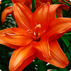 Лилия азиатская махровая CEB LATTE, 2 шт.