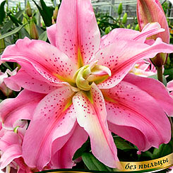 Лилия восточная махровая ROSELILY® FELICIA, 2 шт.