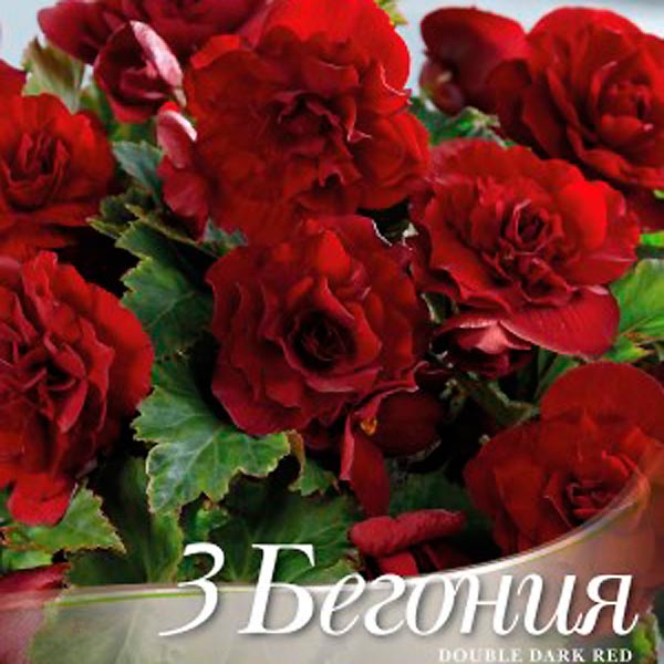Бегония DOUBLE DARK RED, 3 шт. 