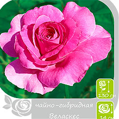 Роза чайно-гибридная ВЕЛАСКЕС, 1 шт. NEW