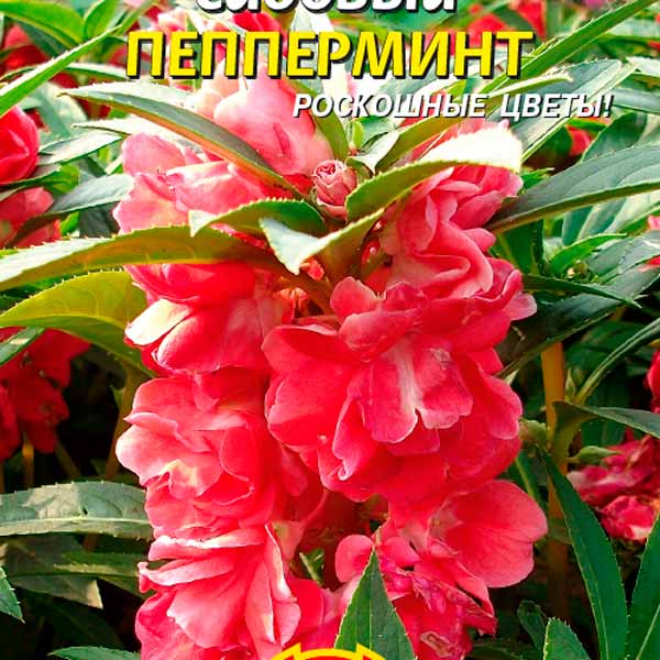 Бальзамин садовый Пепперминт, 0,1 г