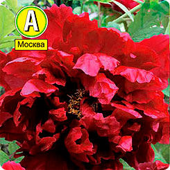 Пион древовидный WU JIN YAO HUI (ЧЕРНОЕ ЗОЛОТО), 1 шт.