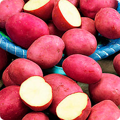 Картофель Красноклубневый, 0,025 г (~ 37-50 шт. ботанических семян)