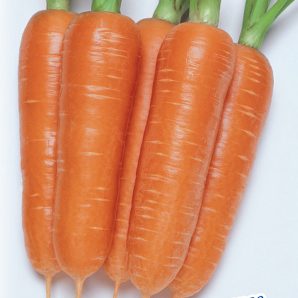 Морковь Аурантина F1, 0,5 г Голландская линия