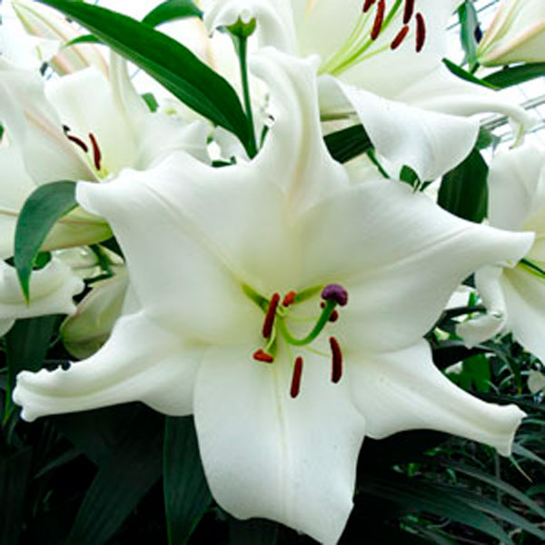 Лилия ОТ-гибрид VILLA BLANCA, 2 шт. NEW