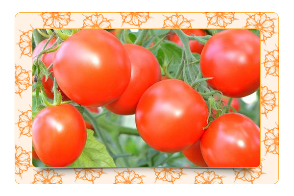 Секреты отличного урожая томатов
