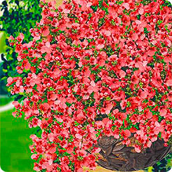 Диасция ампельная Диамонт Розовый фейерверк, 5 шт. PanAmerican Seeds Ампельные Шедевры