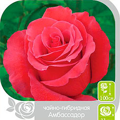 Роза чайно-гибридная АМБАССАДОР, 1 шт. NEW