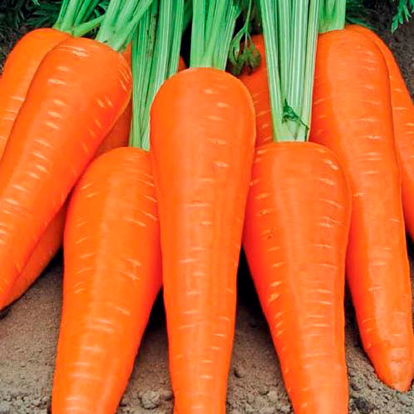 Морковь Абако F1, 150 шт. Seminis Профессиональные семена	